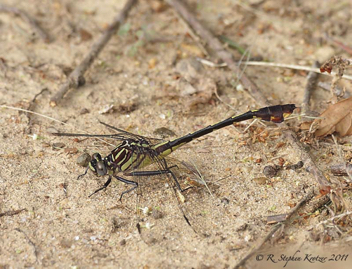 Gomphurus vastus, female